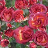 Троянда спрей Браун Шугар